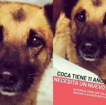Coca, la perrita salteña que necesita un nuevo hogar: en pocos días su familia tiene que dejarla