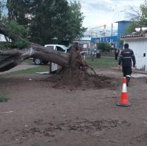 Temporal en Salta: cayeron árboles, postes y ramas