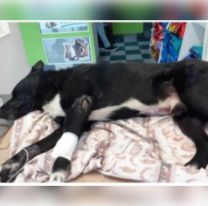 Juntan fondos para operar a “negrito  el perrito atropellado en Tres Cerritos
