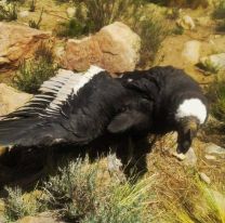 Rescataron un cóndor andino en San Carlos