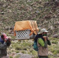 Rescataron un cóndor andino en los cerros de Salta