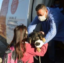Desde mañana, castrarán mascotas GRATIS en varios barrios de Salta
