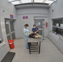 Nuevo día para sacar turno en el Hospital de Mascotas