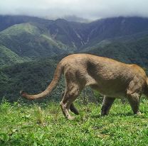 Apareció un puma de gran tamaño en la Reserva Nacional El Nogalar
