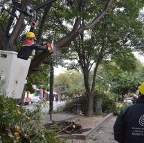 Paso a paso: cómo solicitar poda o extracción de árboles en Salta