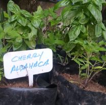 Enseñan vía online cómo armar una huerta en casa