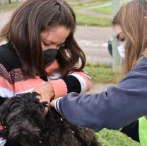 La campaña antirrábica de mayo comienza en la zona Sudeste