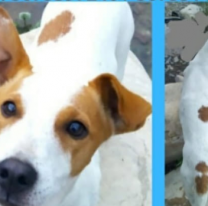 Continúa la búsqueda del perrito “Milo”