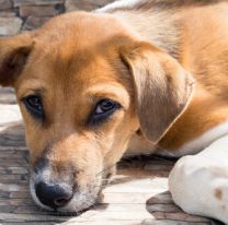 Día del perro sin raza: mirá la galería de fotos que enviaron a SALTA SOY