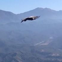 Ejemplares de cóndor sorprenden en el cerro Medialuna