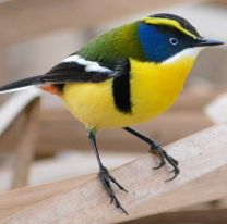 Orán se convirtió en el departamento con más aves registradas del país