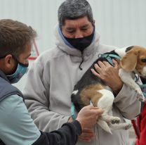 Vacunación antirrábica: comienzan las visitas de septiembre en zona sur