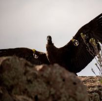 Un cóndor rescatado en Salta fue parte de la liberación más grande de Argentina