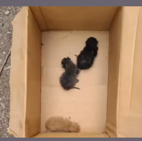 Murió la gata que ocasionó el apagón y buscan una madre sustituta para sus tres mininos