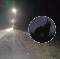 Salteños se organizaron y manifestaron que irán a cazar al “Perro Familiar”