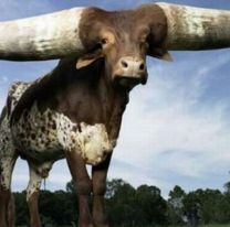 Hoy es el Día del Cornudo, ¿por qué se celebra?