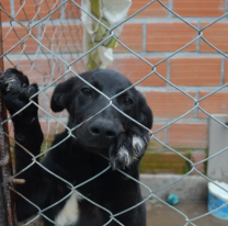 Última jornada especial para adoptar a los perritos del &#8220;Centro de Adopciones&#8221;