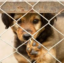 Mañana se realizará la última jornada especial de adopciones en el Parque del Bicentenario