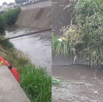 Bomberos salvaron a un perrito que cayó en el canal de Av. Yrigoyen