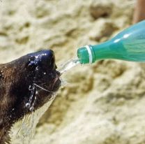 Cómo prevenir el golpe de calor en perros y gatos