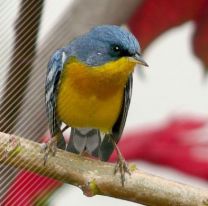 Del 30 de octubre al 4 de noviembre se podrá disfrutar de la Semana de las Aves