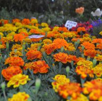 Mañana arranca la muestra más grande de flores y plantines de la región