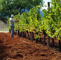 Fortalecerán la exportación de vinos de altura en el mercado asiático