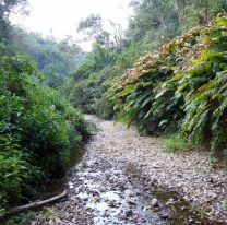 Vacaciones 2019 / Señalan que las yungas salteñas son un gran atractivo turístico