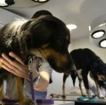 ¡Todo listo! / Comenzarán a construir el primer Hospital Municipal para Mascotas