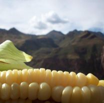 Gastronomía y paisajes / Este domingo se vivirá la fiesta del choclo capia en Gobernador Manuel Solá