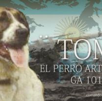 Conocé la historia de Tom: el perro que combatió en Malvinas