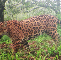 [HAY FOTOS] Apareció un nuevo yaguareté en la zona norte de Salta