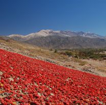 Los pimientos rojos bajo el sol, hacen del Valle Calchaquí una postal única