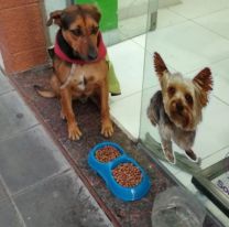 Conmovedor gesto de un negocio salteño con los perritos de la calle