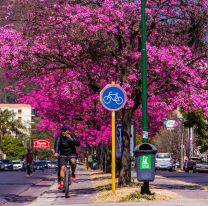 Este año buscarán plantar 5 mil árboles en la ciudad de Salta