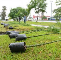 Esta semana se plantaron más de 120 árboles en distintos barrios salteños