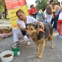 Perros peregrinos / Identificarán a las mascotas con cintas de colores