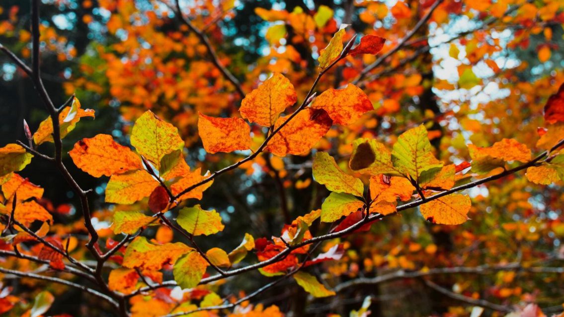 Otoño 2022 Cuándo Empieza Realmente Y Qué Significa Equinoccio Salta Soy 