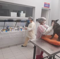 Reabrieron para urgencias el Hospital Municipal de Salud Animal