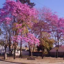 Los lapachos ya empezaron a embellecer las calles de Salta La Linda