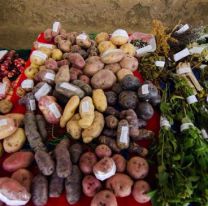 Elegirán las mejores recetas saludables con productos autóctonos