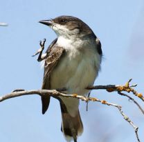 Salta lidera el ranking nacional en avistamiento de aves