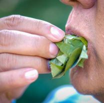 Beneficios de la hoja de coca que nadie conocía: ayuda a la depresión, diabetes, caries y más