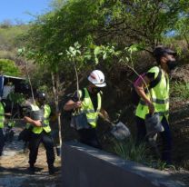 Plantaron cien lapachos en el cerro San Bernardo