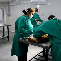 El Hospital Municipal de Salud Animal atenderá para las fiestas de fin de año