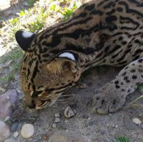 Gendarmes salteños rescataron un ejemplar de ocelote que estaba gravemente herido