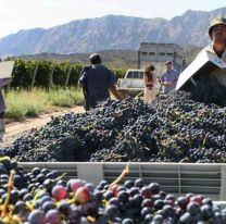 En Cafayate ya se cosecharon más de 26 millones de kilos de uva