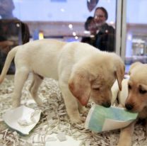 Se aprobó la ley que prohíbe que haya animales en las vidrieras de los negocios