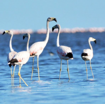 La Argentina tiene un nuevo Parque Nacional: Ansenuza