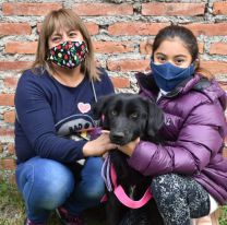 Hoy sigue la campaña antirrábica  en la zona Sureste